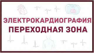 ЭКГ - переходная зона
