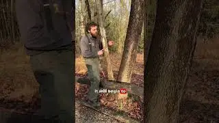Sycamore Bark Development