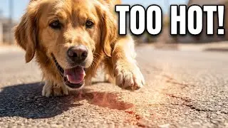 animals and the hot weather