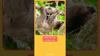 Sloth Facts 1 #sloth #sloths #slothfacts #facts #fact #factshorts #factsvideo #factsshorts