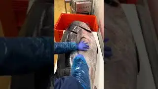 live big Tuna fish cutting skills @Fishdomworld