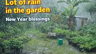 New Year Blessings/ Lot  of Rain 🌧  in the Garden 