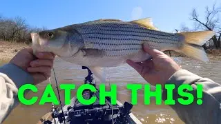 How To Catch White Bass Like a Pro: Ultimate White Bass Fishing Guide