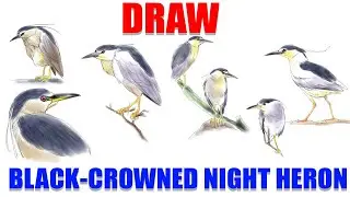 DRAW BLACK CROWNED NIGHT HERON || Heron bird drawing watercolour || Realistic heron bird drawing
