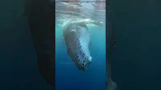 What Happens When A Whale Dies.?