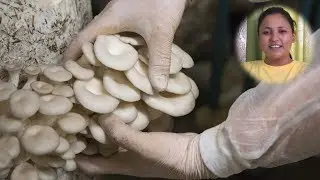 Career in Mushroom Farming by Divya Rawat