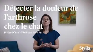 Arthrose chez le chat : comment reconna&icirc;tre les signes ? | Dr. Maud Clavel