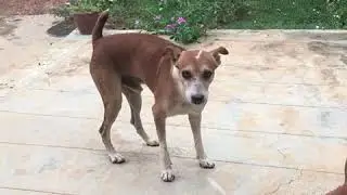 Dogs 🐕🐕🐕 (enga vettu naaigalin chettai)🐕🐕🐕