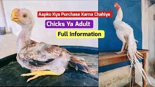 What You Should Purchase In Parrot Beak Aseel, Chicks Or Adult, Full Information