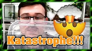 Das darf doch nicht wahr sein?! - Smaragdschaben | Pseudoglomeris magnifica