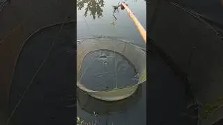 dapat ikan sepat #vidioshort #anco#bulat