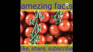amazing facts about tomato 🍅🍅#short by Indian best bhaiya