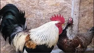 Kury w typie zagrodowym