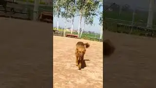 Dog lovers😍#strugglingvlogger #trending