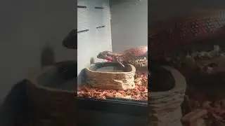 This is my African fire skink