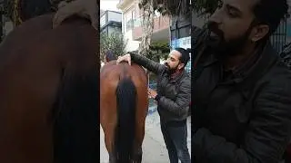 Horse check-up by Dr Ali. #avhlahore #alivethospital #asw #pet #animallovers