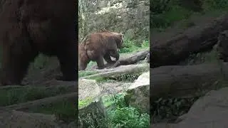 10 051-4/ WALKS IN NATURE. THE BEAUTY OF THE PLANET. #walks #innature #planet #thebeauty #animals