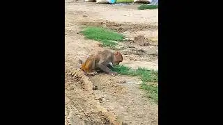 Hungry monkey 🐒 eating grass in winter #monkey #monkeys #youtubeshorts #ytshorts #viral #trending