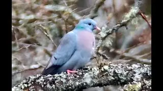 Stock dove (Columba oenas)