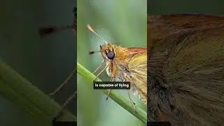 This Butterfly Can Fly Faster Than a Horse!