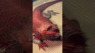 Pet Bearded Dragon in Action 🐉📸 | Poses of Bearded Dragon went viral