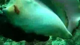 sea conch 