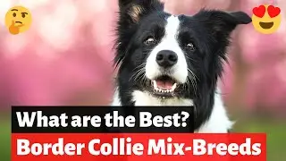 Какие метисы бордер-колли самые лучшие? Какую из них выбрать?
