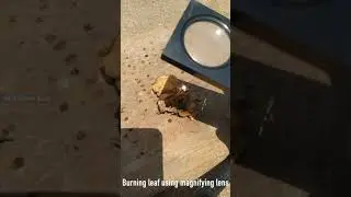 Burning leaves using magnifying glasses 🔥#THHE  #shorts | Do support to make more videos guys.