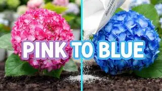 Turn Hydrangeas BLUE: The Aluminum Sulfate & Soil pH Secret