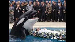 jessica  orca burial in the pool rest in peace