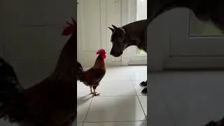 Fearless Rooster Stands Up to Big Dog! 🐔😤🐕2