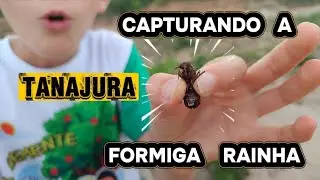 Como capturar uma FORMIGA RAINHA ( TANAJURA ) durante a REVOADA