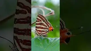 Amazing The End Of Wings Butterfly Active #Shorts