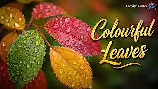 Leaves in Motion 🌿 | Copyright-Free Nature Video | Calm Natural Visuals