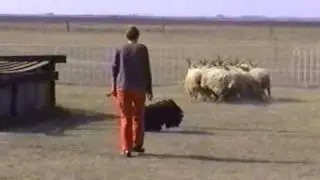 Rasztari-Duci Dinamit Puli herding ability exam Hortobagy