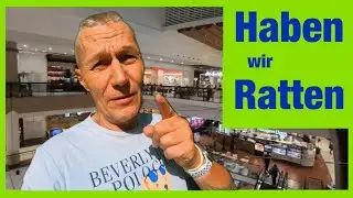 Haben wir Ratten in Pattaya oder Bangkok ?
