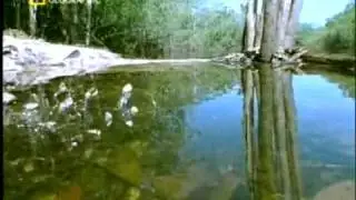 Hachettes.flv