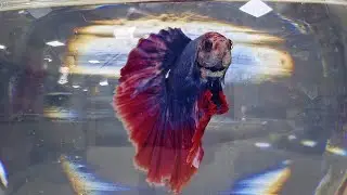 Fighter fish full moon fish and it's activeness 🙌  #bettafishbetta  #viral #viralvideo #viralvideos