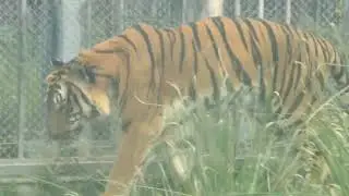 Captive Plight: The Degeneration of South China Tigers in Zoo Enclosures