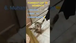 Top 7 funniest Cat Moments of all time #laugh #funny #catlaughs