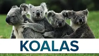 Top 10 Facts - Koalas // Top Facts