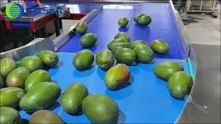 FstSort l&iacute;nea de lavado, esterilizaci&oacute;n, secado y clasificaci&oacute;n de mangos