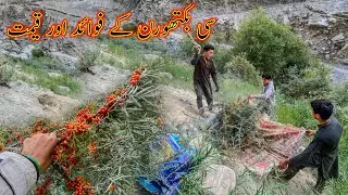 Sea Buckthron Benefits and Price in Pakistan | Northern Area |Gilgit Baltistan |Kamran Village Vlogs