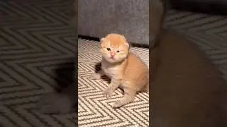I really want to help her open her eyes. #cat #catvideos #kitten #cute #cutecat #pets