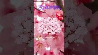 Happy Saturday Good morning wishes💗#20april2024 good morning video#naturesoultune #goodmorningwishes