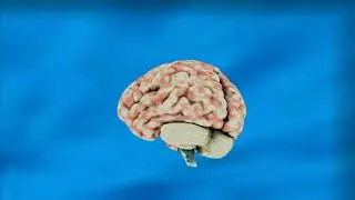 How the Food You Eat Affects Your Brain | ZeniHealth