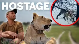 Sirga Held a Leopard HOSTAGE