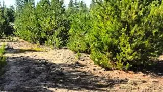 Pacific chorus frogs calling