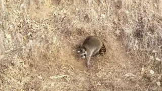 Raccoon Roadlining, эпизод 3