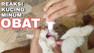 Kucing Mencret / Diare Di Beri Obat Tetes Primacat